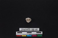 藏品(獸骨)的圖片