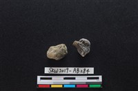 藏品(獸骨)的圖片