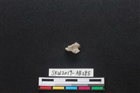 藏品(獸骨)的圖片