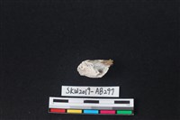 藏品(獸骨)的圖片