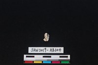 藏品(獸骨)的圖片