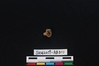 藏品(獸骨)的圖片