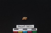 藏品(獸骨)的圖片