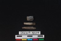 藏品(獸骨)的圖片