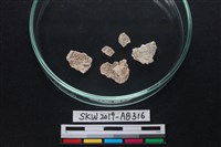 藏品(獸骨)的圖片