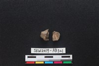 藏品(獸骨)的圖片