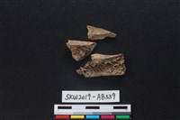 藏品(獸骨)的圖片