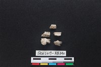 藏品(獸骨)的圖片