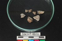 藏品(獸骨)的圖片