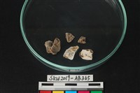 藏品(獸骨)的圖片