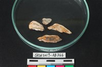 藏品(獸骨)的圖片