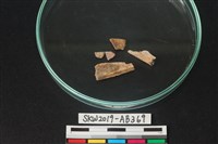 藏品(獸骨)的圖片