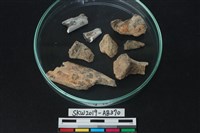 藏品(獸骨)的圖片