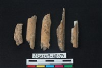 藏品(獸骨)的圖片