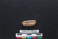 藏品(獸骨)的圖片