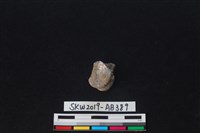 藏品(獸骨)的圖片