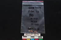 藏品(獸骨)的圖片