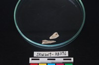 藏品(獸骨)的圖片