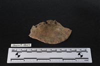 藏品(獸骨)的圖片