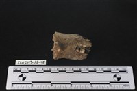 藏品(臺灣野豬(特))的圖片