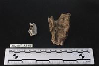 藏品(臺灣野豬(特))的圖片