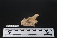 藏品(獸骨)的圖片