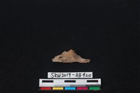 藏品(臺灣野兔(特))的圖片