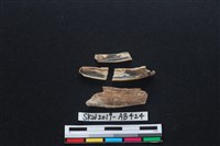 藏品(獸骨)的圖片