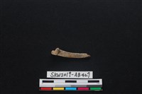 藏品(魚骨)的圖片