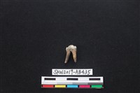 藏品(獸骨)的圖片