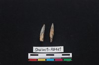 藏品(獸骨)的圖片