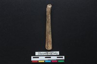 藏品(骨鑿)的圖片