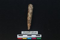 藏品(骨尖器)的圖片