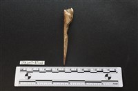 藏品(骨尖器)的圖片