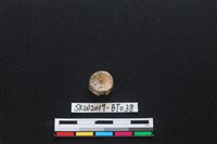 藏品(魚骨珠)的圖片