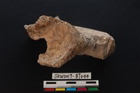 藏品(加工痕獸骨)的圖片