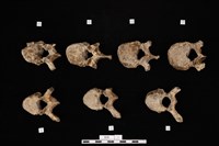 藏品(人骨)的圖片