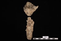 藏品(人骨)的圖片