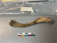 藏品(人骨)的圖片