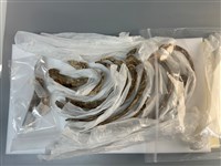 藏品(人骨)的圖片