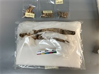 藏品(人骨)的圖片