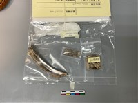 藏品(人骨)的圖片