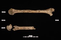 藏品(人骨)的圖片