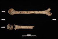 藏品(人骨)的圖片