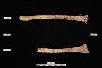 藏品(人骨)的圖片