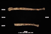 藏品(人骨)的圖片