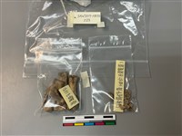 藏品(人骨)的圖片