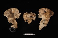 藏品(智人)的圖片