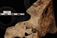 藏品(人骨)的圖片