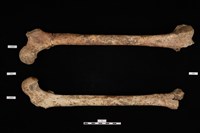 藏品(人骨)的圖片